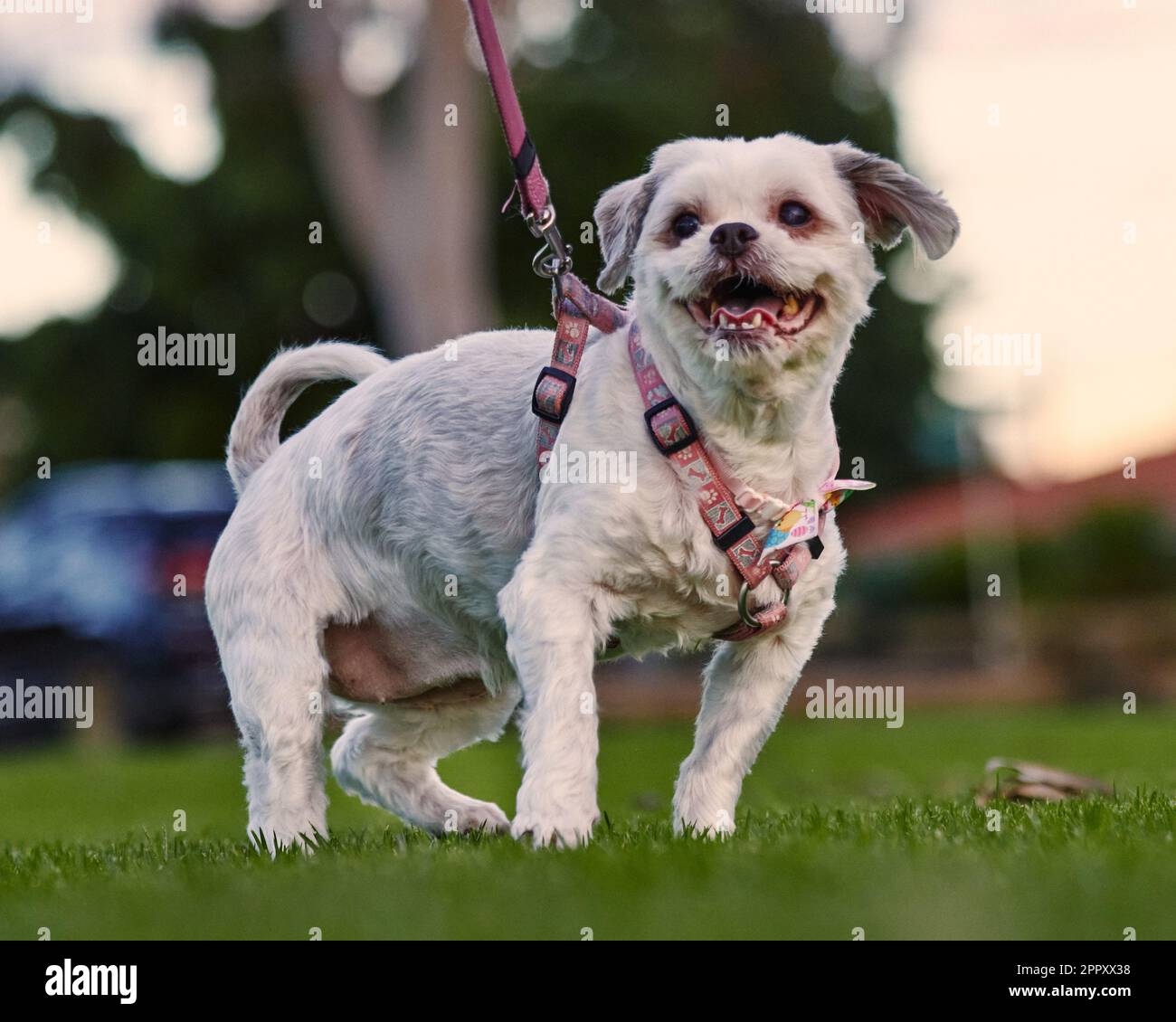 Elder maltese shih tzu hires stock photography and images Alamy
