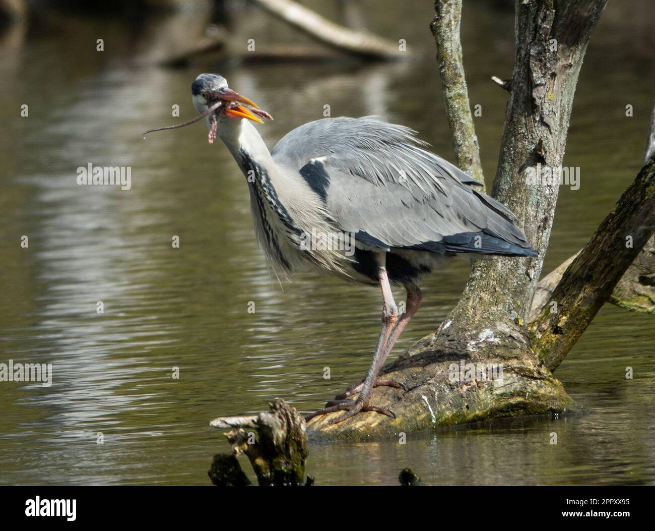 Lochen Park Heron 25/4/2023. A heron swallows a whole rat at Lochend Park. Stock Photo