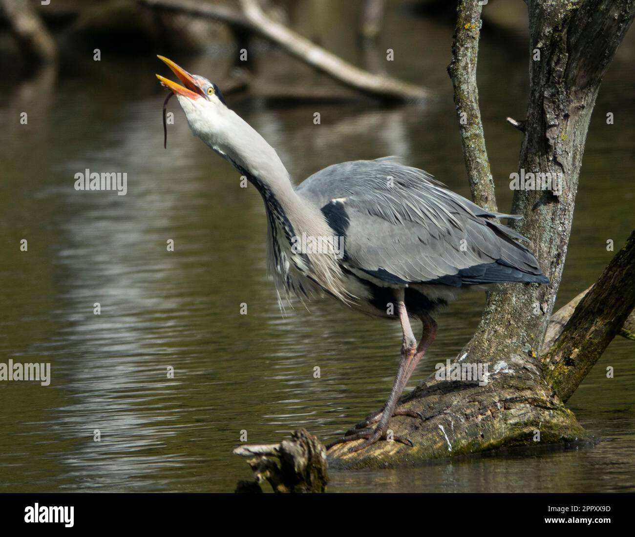 Lochen Park Heron 25/4/2023. A heron swallows a whole rat at Lochend Park, Edinburgh, Scotland. UK. Stock Photo