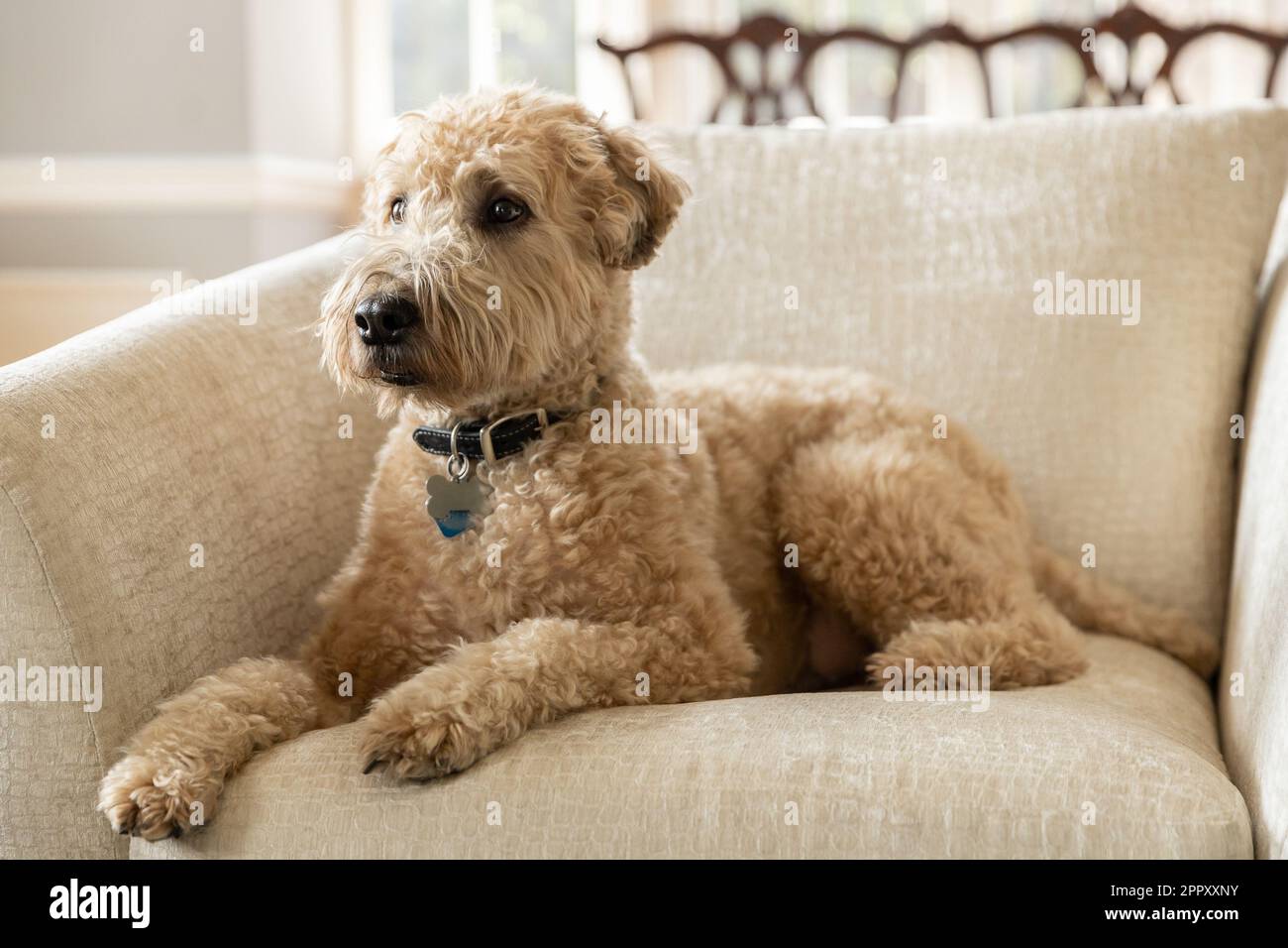 A brown, soft-coated wheaten terrier and poodle mix dog laying on a brown chair with a blurred background. Stock Photo