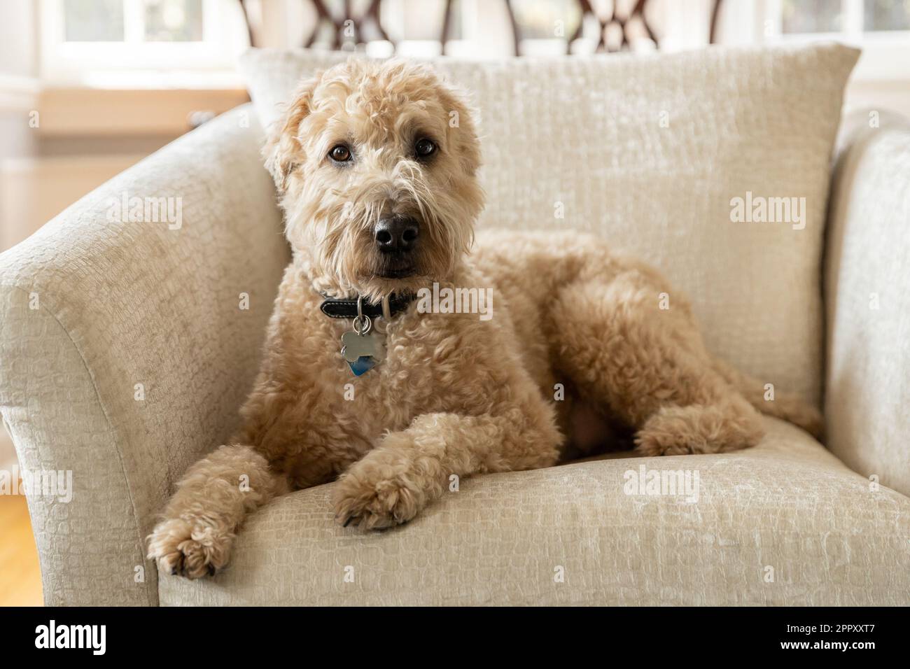 A brown, soft-coated wheaten terrier and poodle mix dog laying on a brown chair with a blurred background. Stock Photo