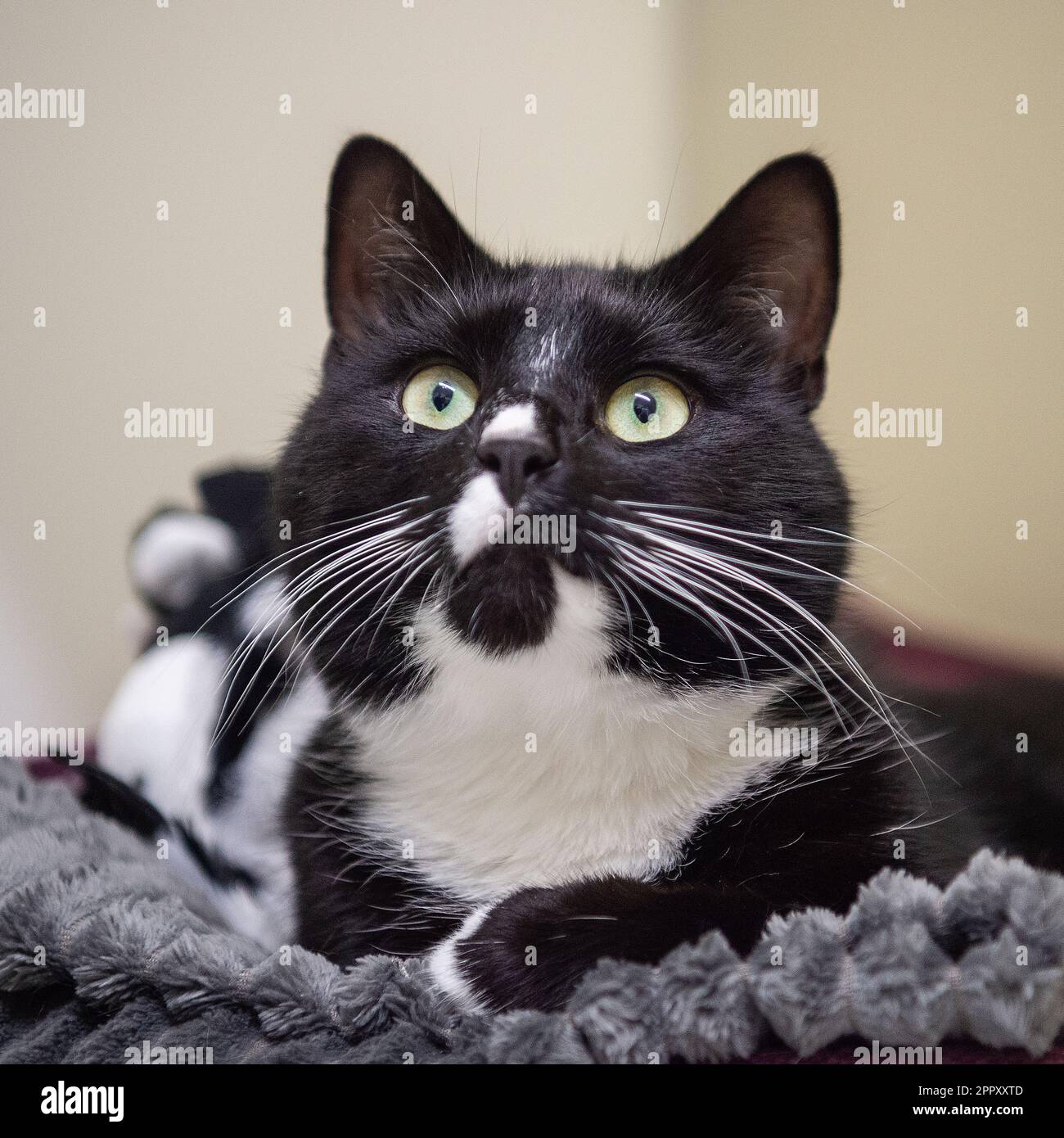 Cat f hi-res stock photography and images - Alamy