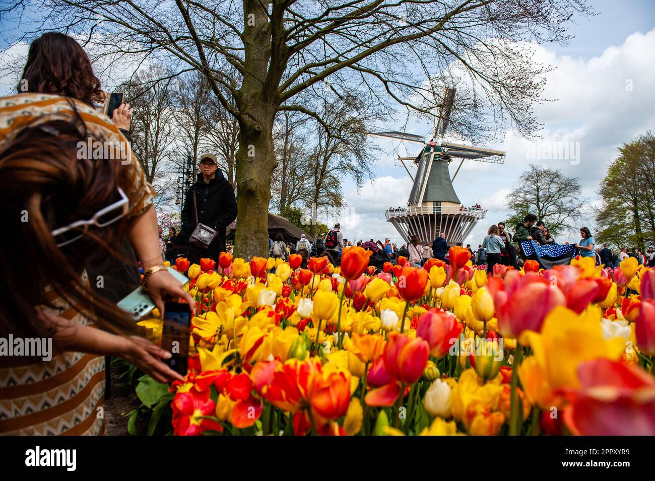 Dutch Floriculture A woman is seen trying to take a photo of a traditional mill with ...