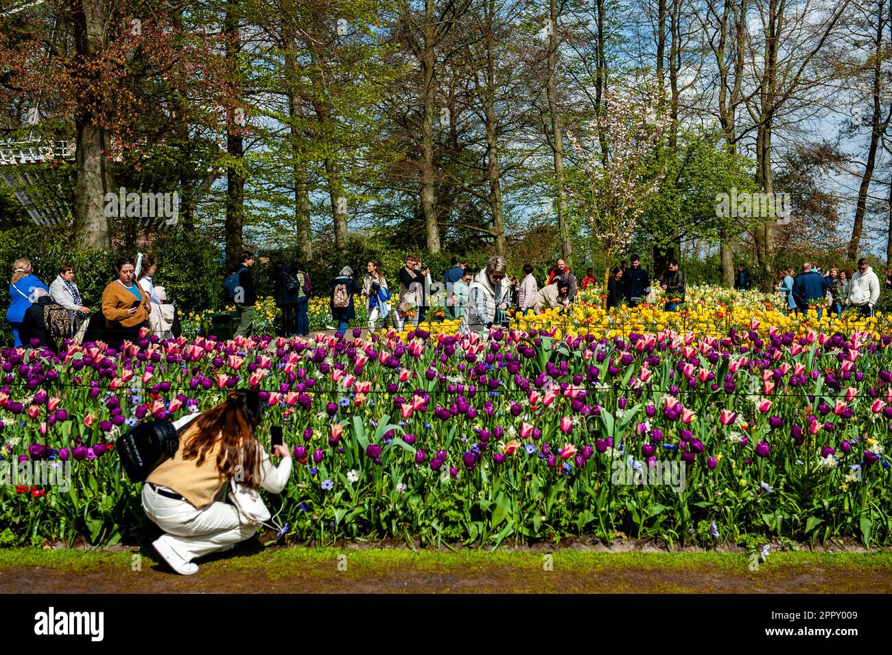 Dutch Floriculture A woman is seen taking a photo of one of the tulips. Keukenhof is also ...