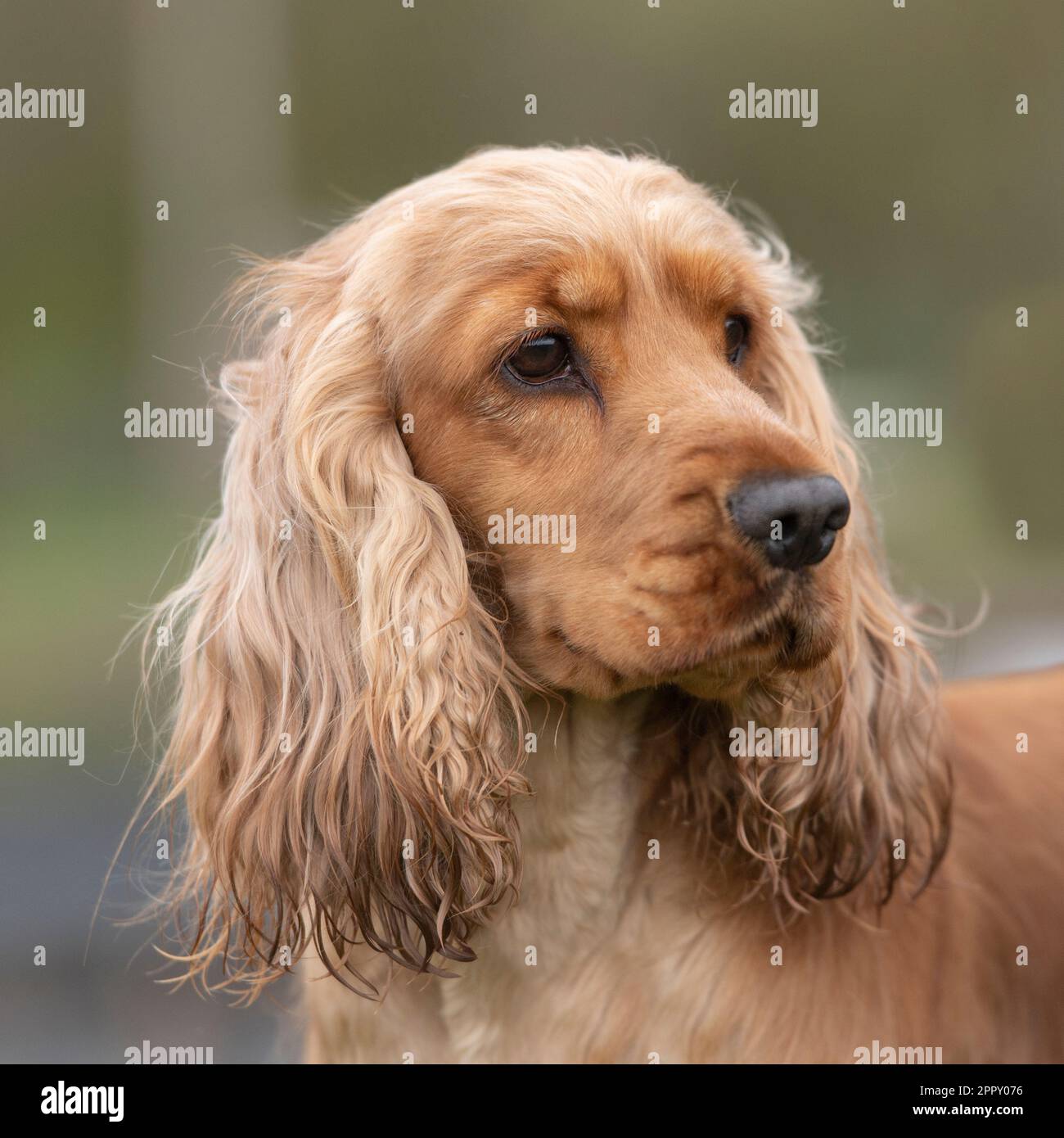 English cocker spaniel Stock Photo Alamy