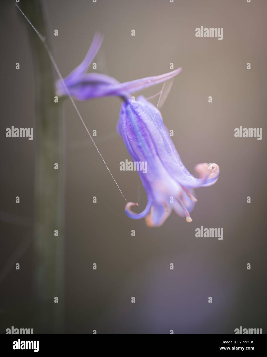 Single bluebell, blue flower, bokeh, blurred background. Stock Photo