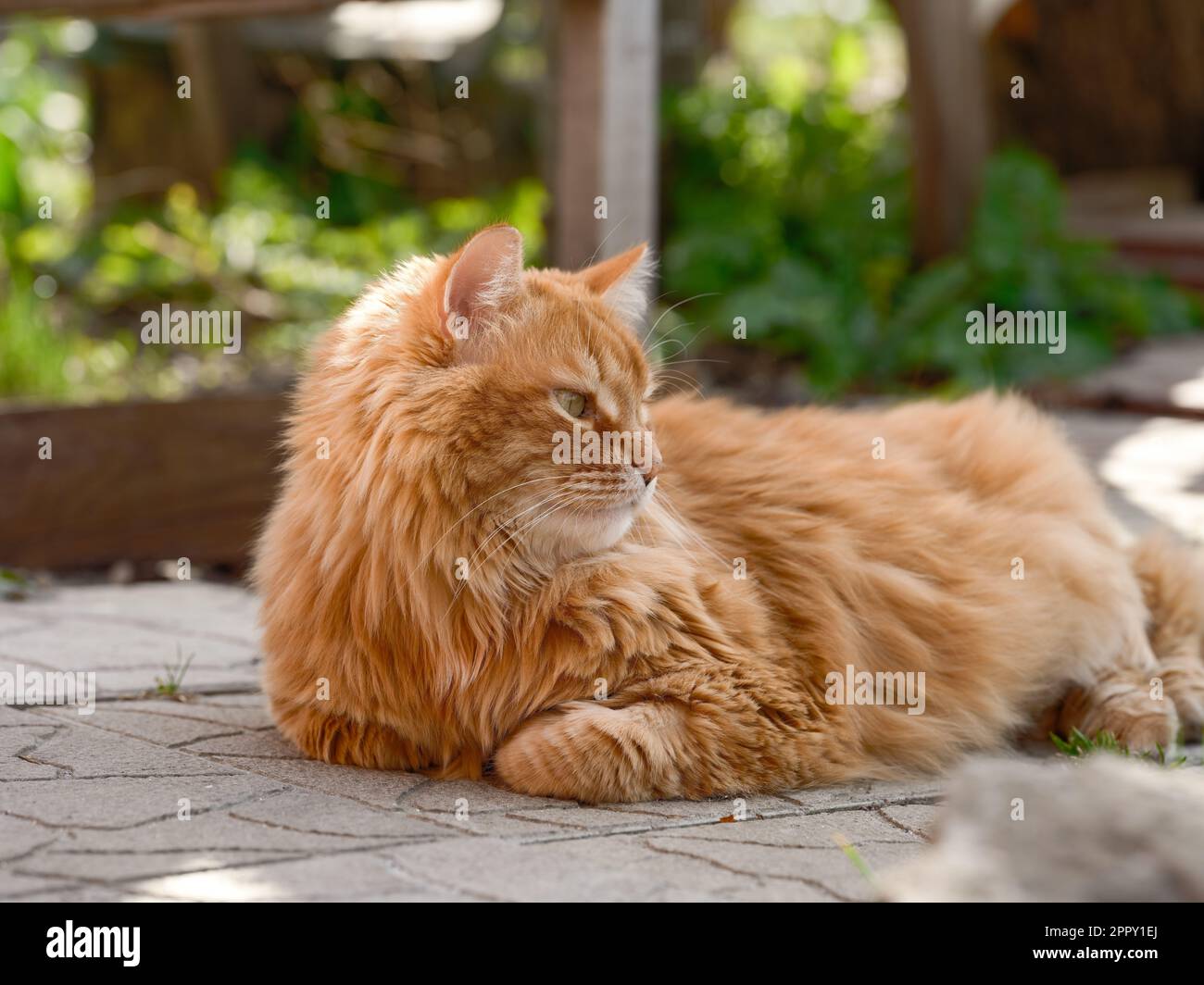 A ginger cat lying in a garden on a tiled path. Close up. Stock Photo