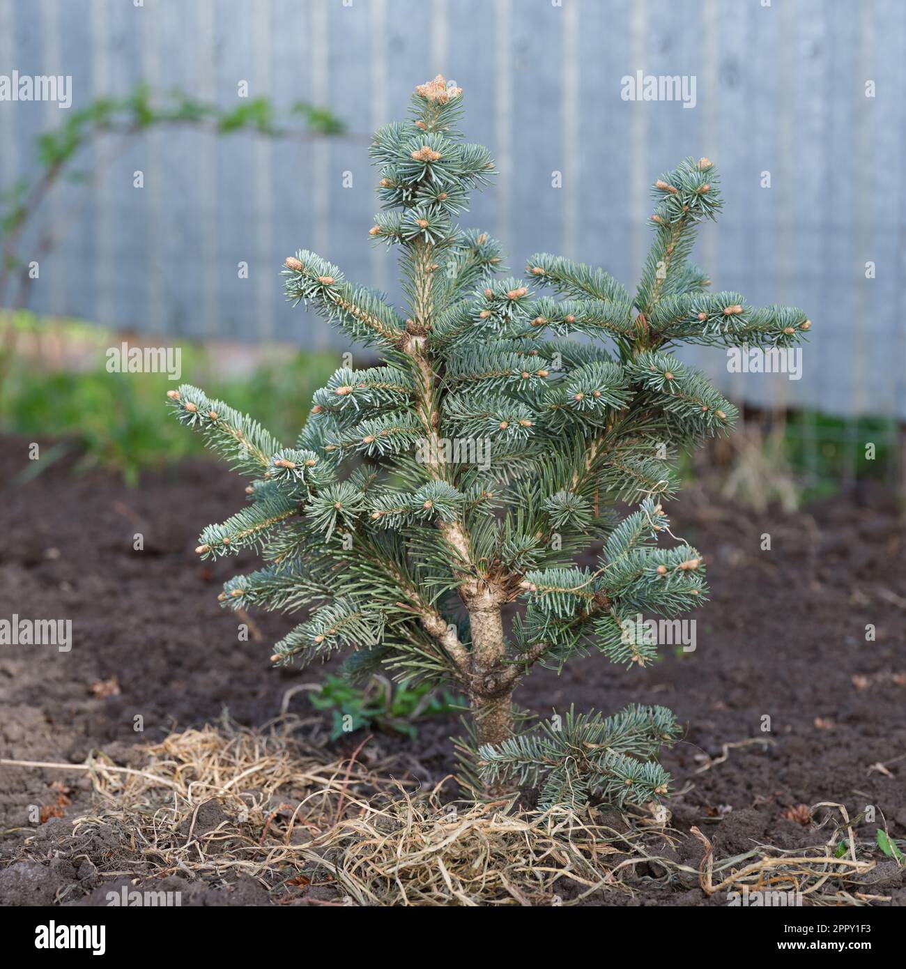 An Abies lasiocarpa compacta. Close up. Stock Photo