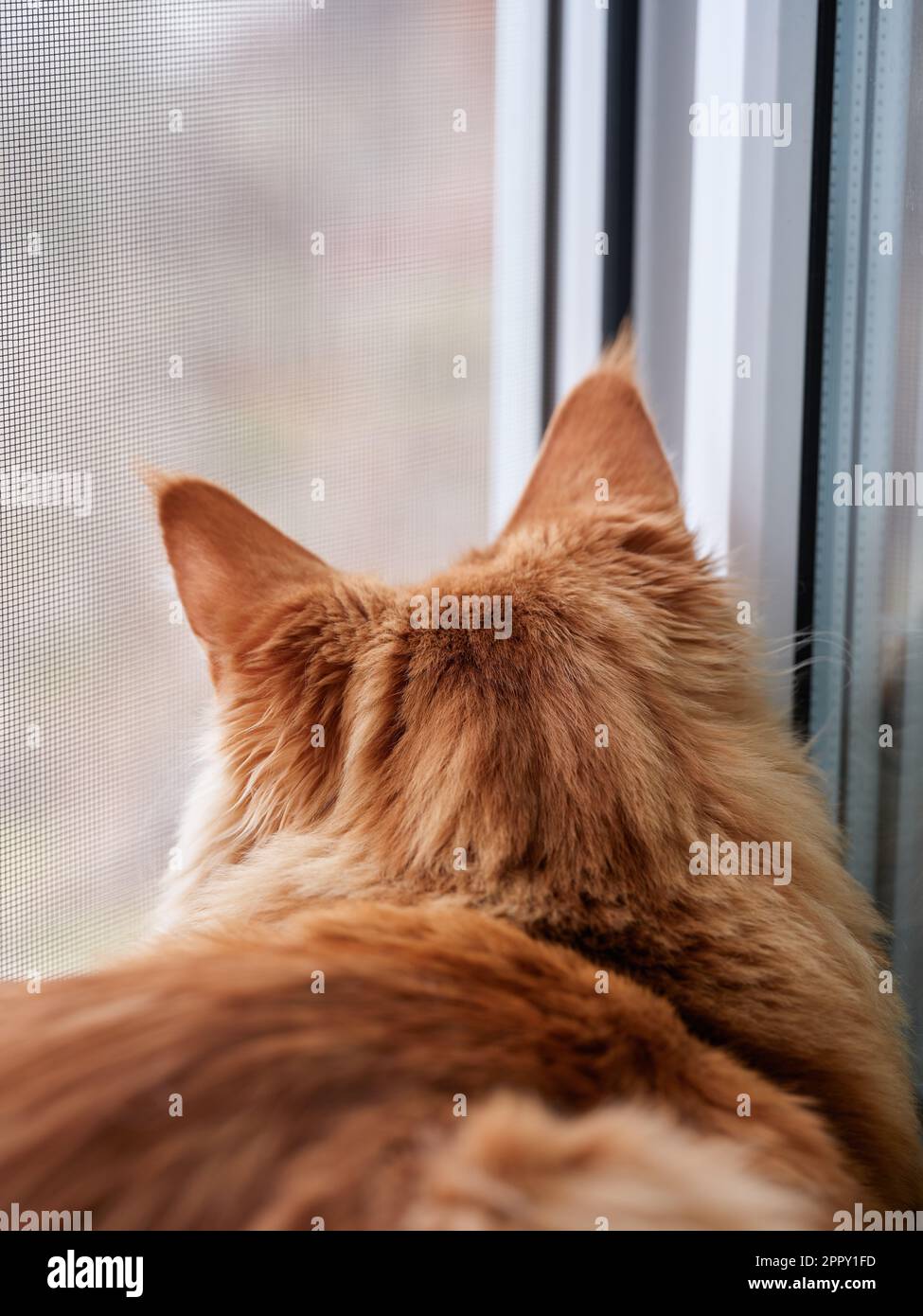 A red Maine coon cat looking through a window with a mosquito net. Shallow depth of field. Close up. Stock Photo