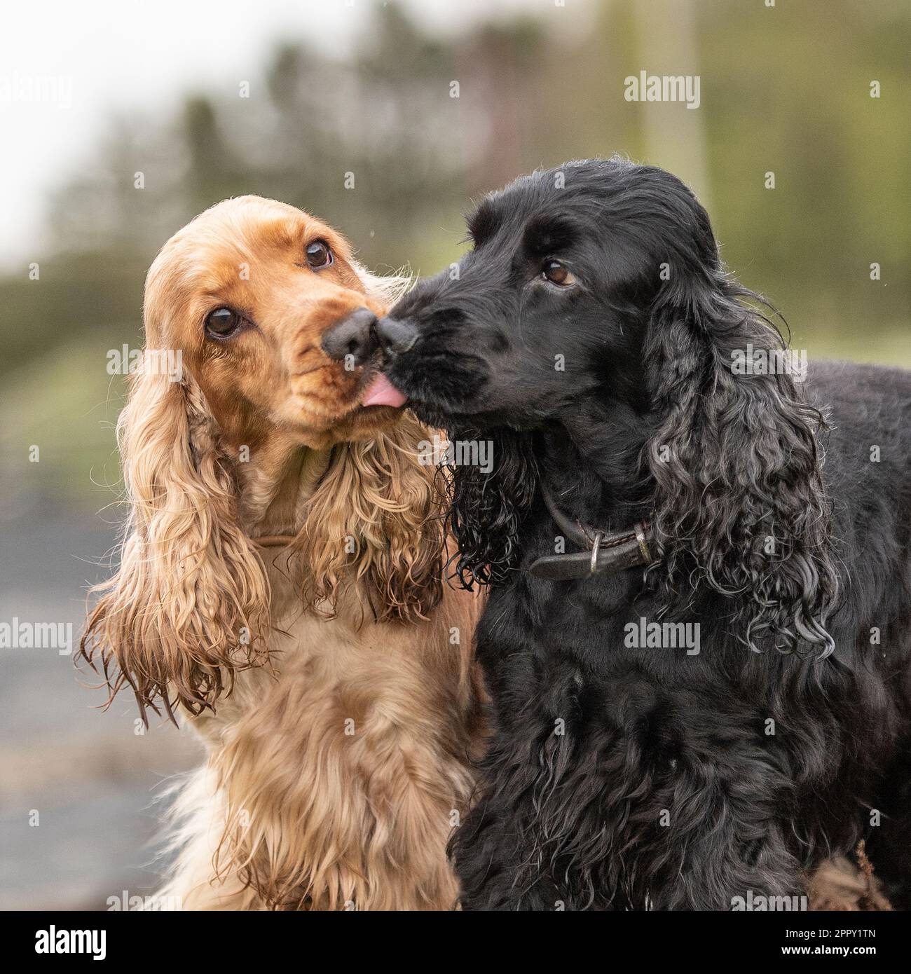 English cocker spaniels kissing Stock Photo