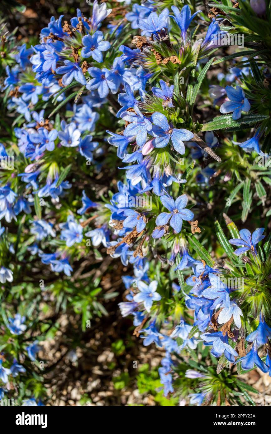 The blue flowers of Lithodora zahnii Stock Photo