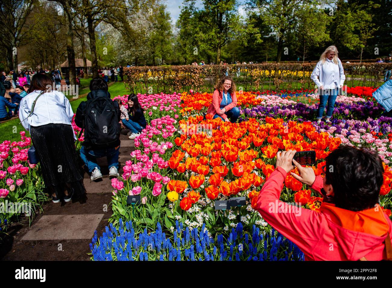 A person seen taking a photo of flowers. Keukenhof is also known as the ...