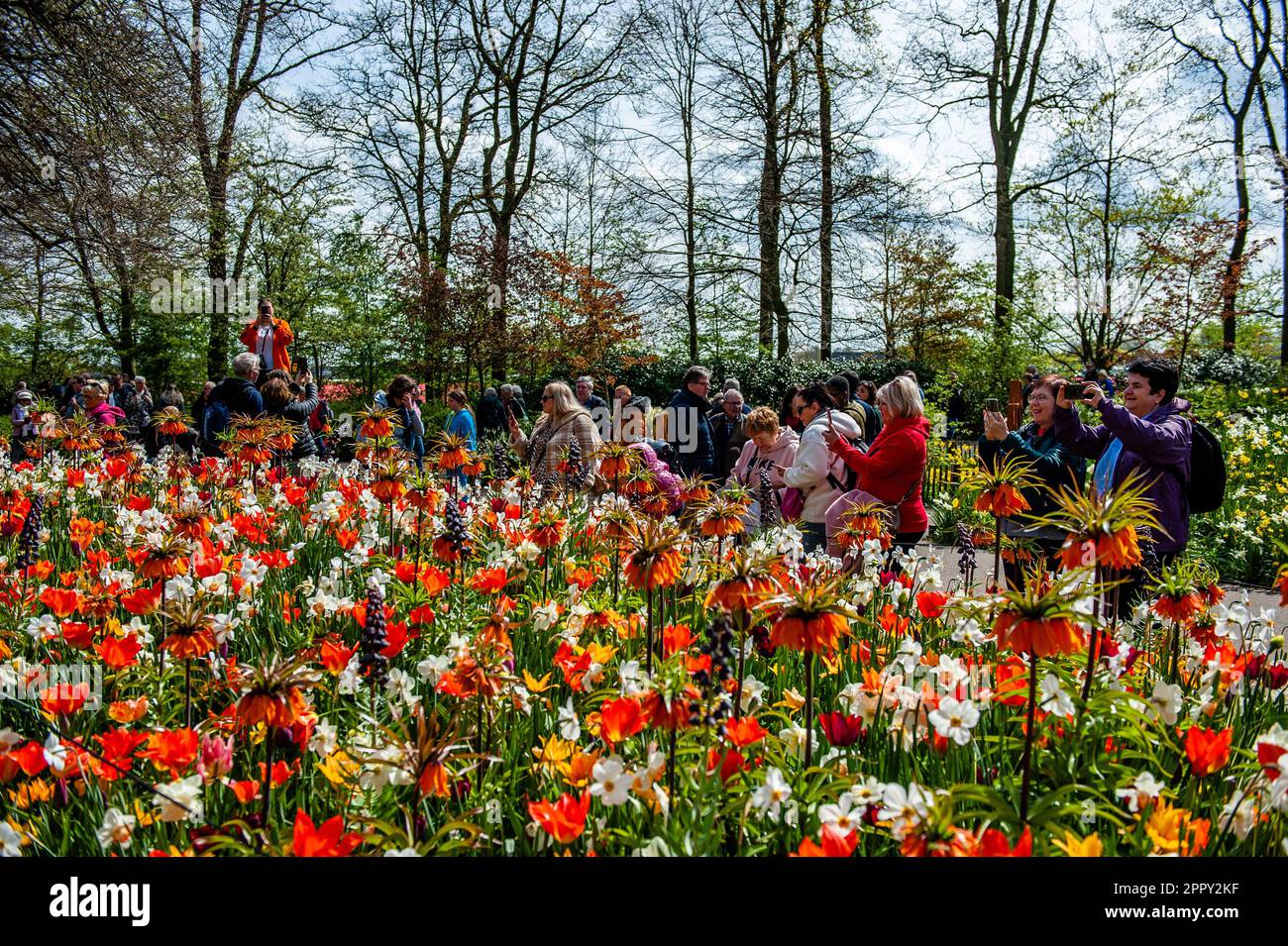 Dutch Floriculture April 23, 2023, Lisse, Netherlands: People seen taking photos of a ...