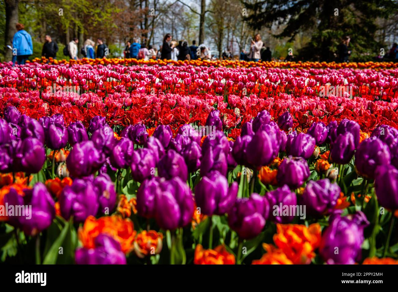 Dutch Floriculture April 23, 2023, Lisse, Netherlands: Different kinds of tulips can be ...