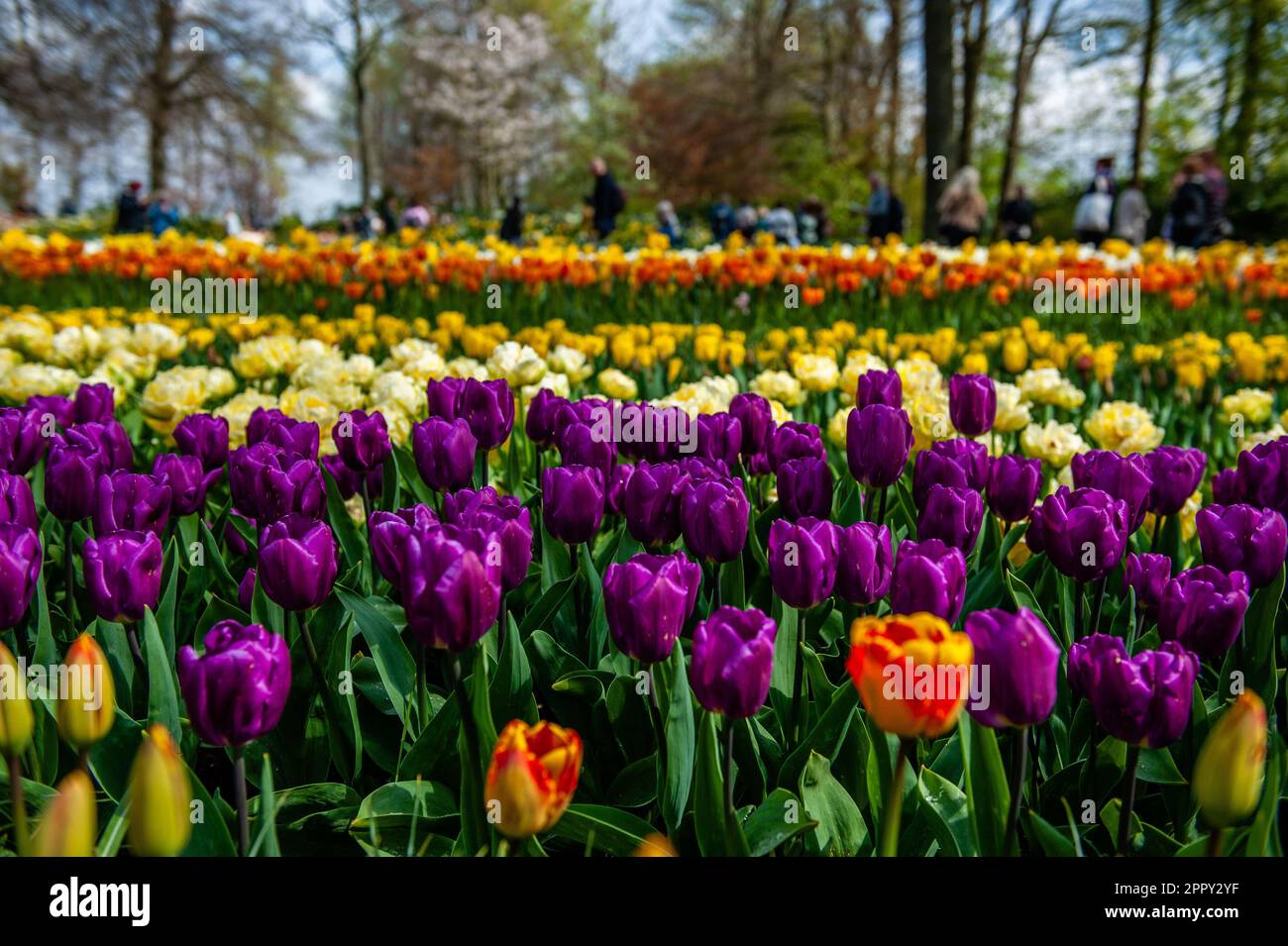 Dutch Floriculture April 23, 2023, Lisse, Netherlands: Different kinds of tulips can be ...