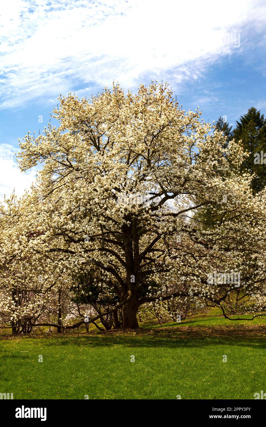 Yulan Magnolia tree in full bloom. Royal Botanical Gardens Hamilton