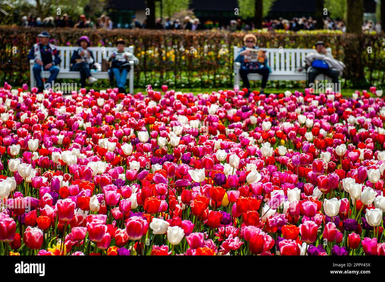Dutch Floriculture Tourists are seen resting on benches placed in front of the flowers ...