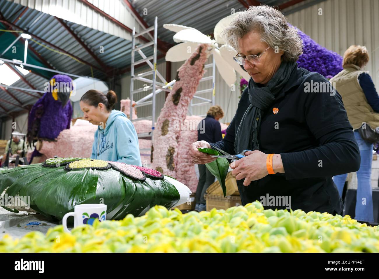 Sassenheim, THE NETHERLANDS - April 20, 2023: Preparing the colourful floats and luxury cars for the dutch bloemencorso flower parade in De Klinkenber Stock Photo