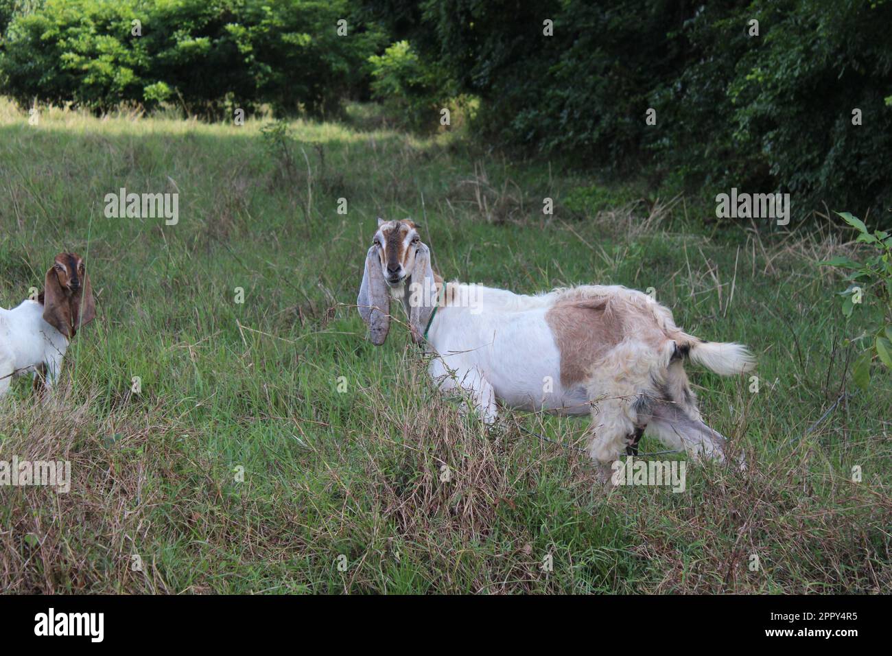 A goat mom with her kids Stock Photo