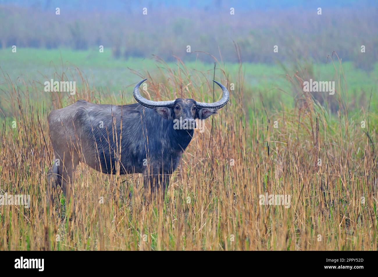 Asiatic Wild Buffalo looking from grass towards camera in Kaziranga National Park, India Stock Photo