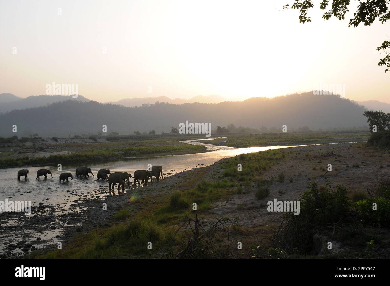 Asian Elephant herd moving together during sunrise at Jim Corbett National Park, India Stock Photo