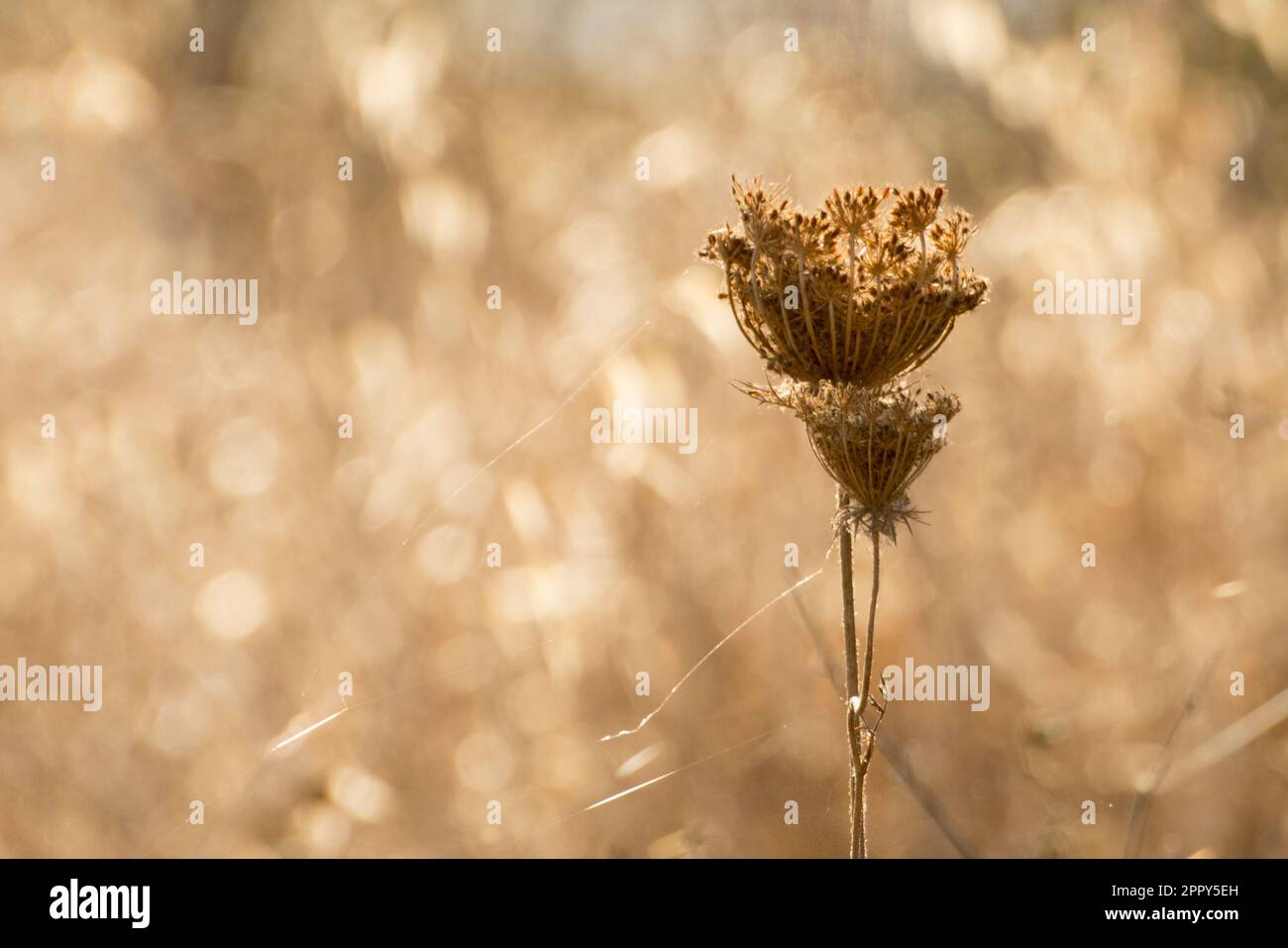 backlit dry flower with morning light at country Stock Photo