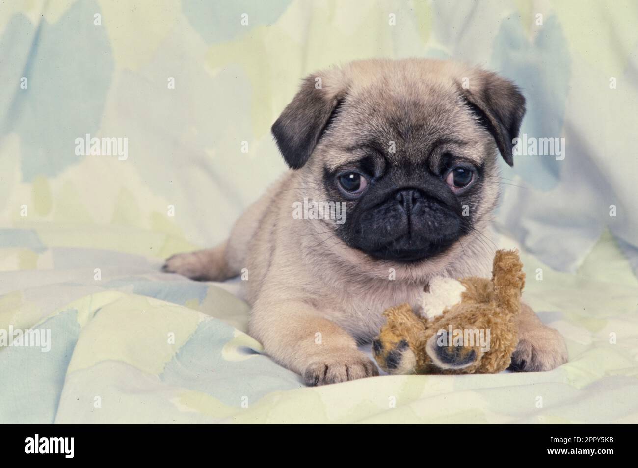Pug puppy laying on light green background with stuffed toy near front paws Stock Photo