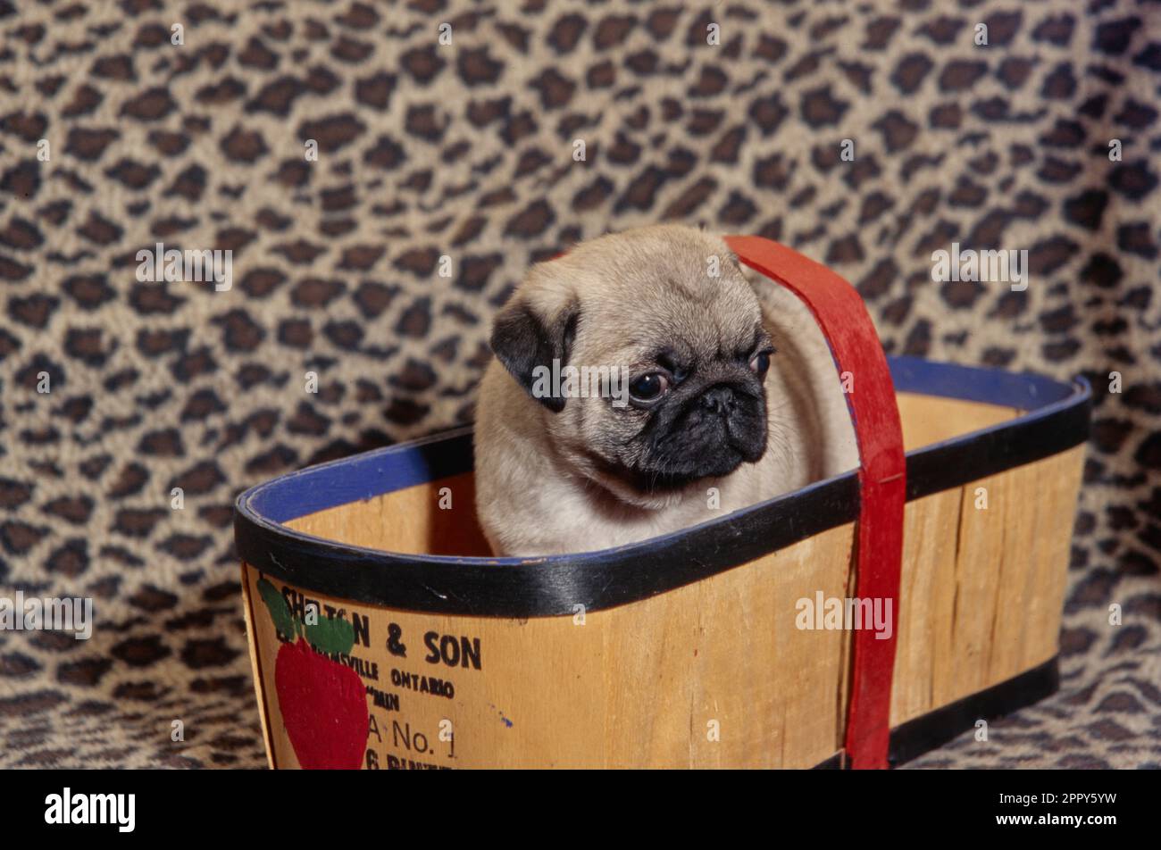Pug puppy in basket sitting on leopard pattern blanket with red handle and apple design Stock Photo