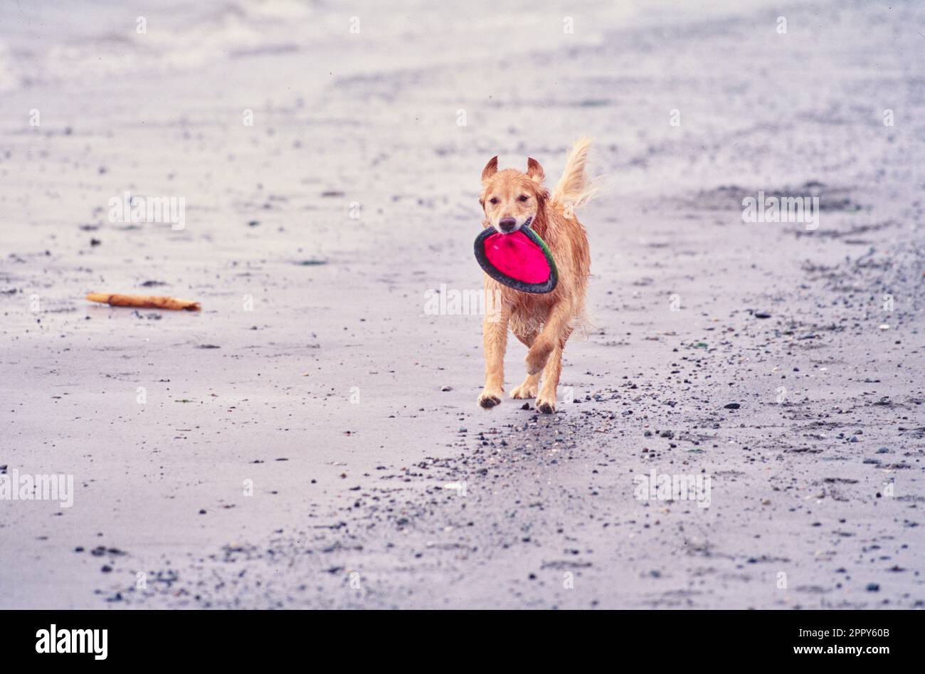 Golden retriever racing down beach shore outside with frisbee toy in mouth Stock Photo