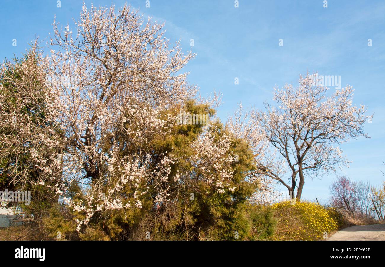Spring trees in blossom near sea, St.St.Constantine and Helena resort, Varna, Bulgaria. Stock Photo