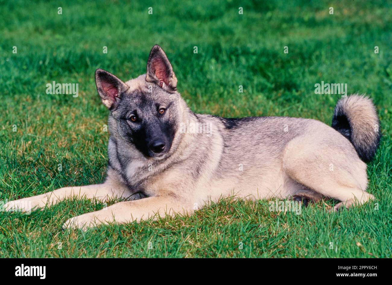 Norwegian Elkhound outside laying in grass in yard with tilted head Stock Photo
