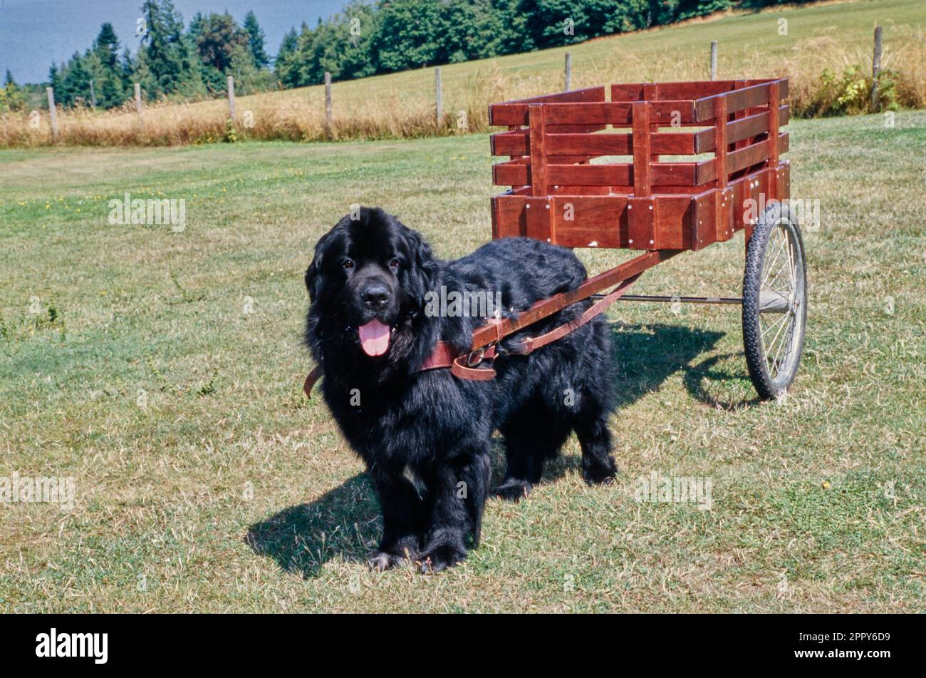 Newfoundland dog pulling cart hot sale