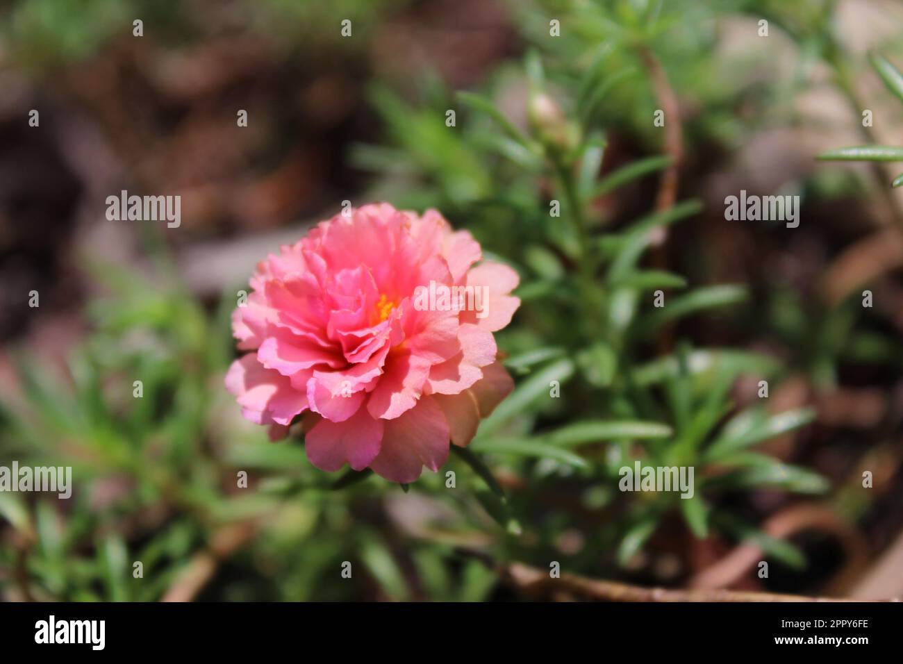 Most beautiful flower hires stock photography and images Alamy