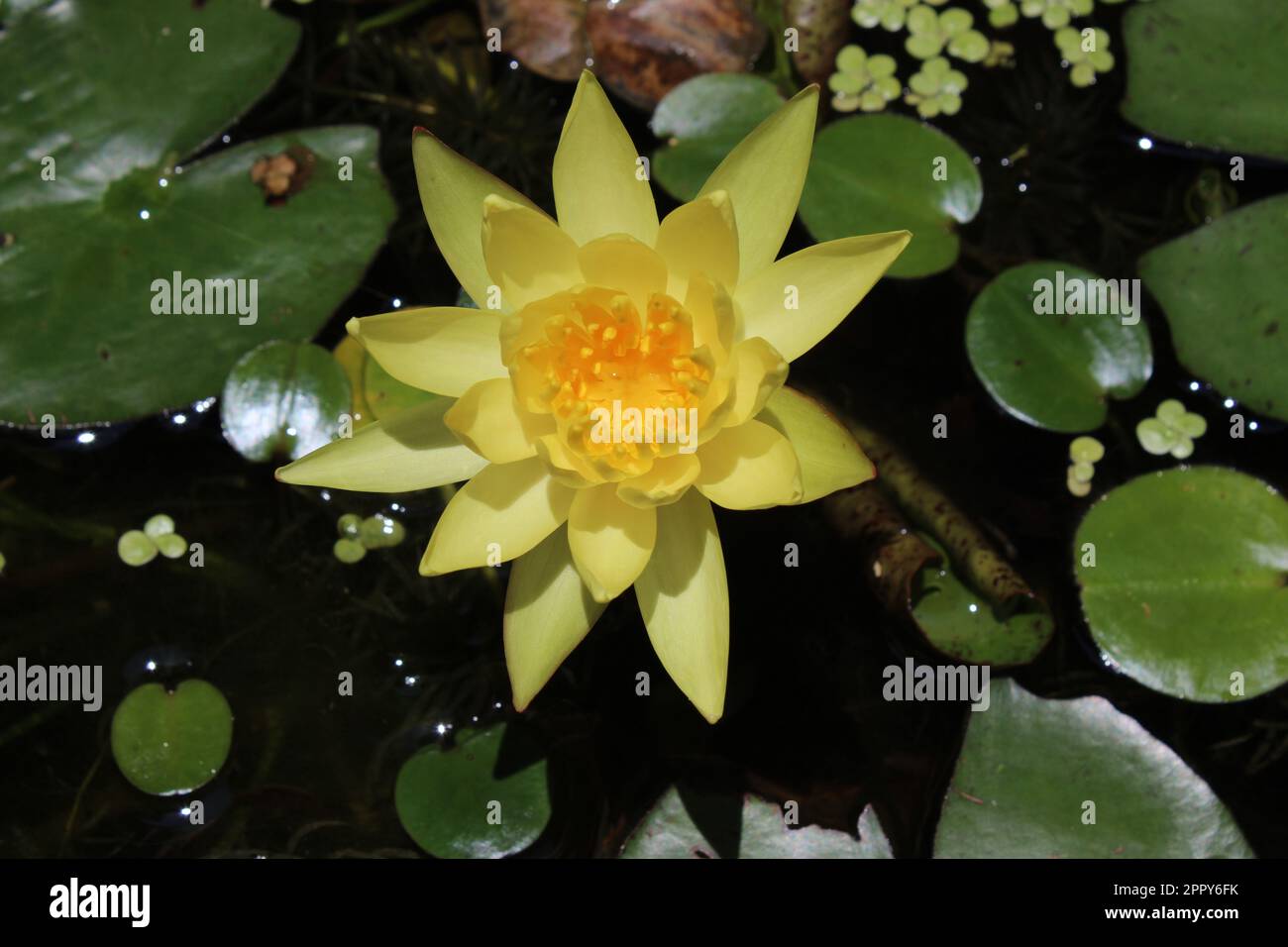 Yellow Color Lotus Stock Photo