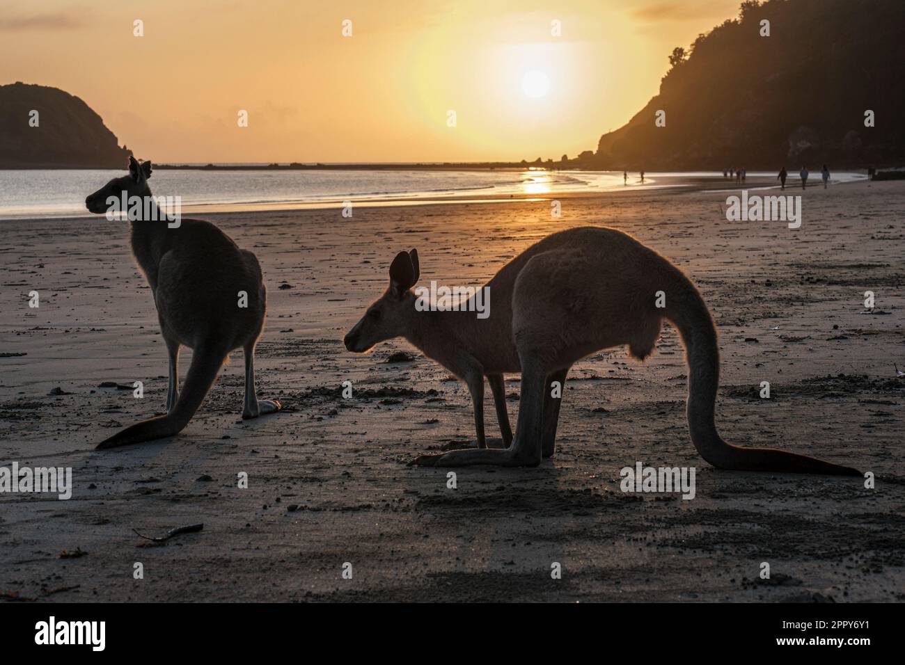 Wallabies feeding at sunrise on Casuarina Beach, Cape Hillsborough National Park, Queensland, Australia Stock Photo