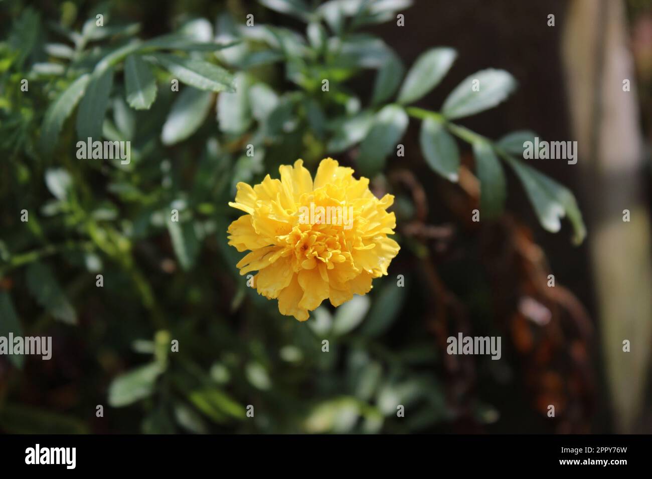 Yellow Color Beautiful Flowers Stock Photo