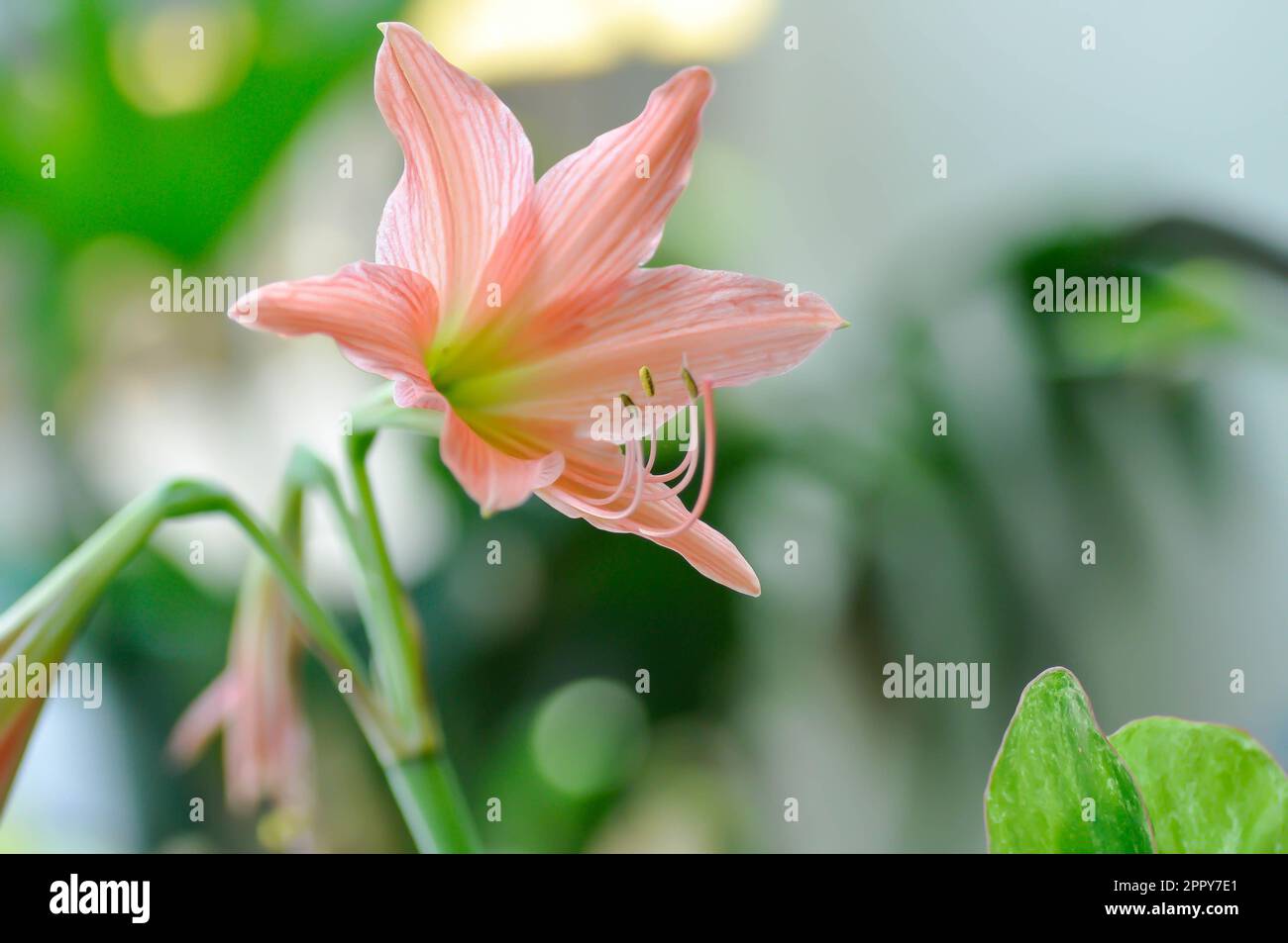 Hippeastrum puniceum , Barbados lily or AMARYLLIDACEAE or orange flower Stock Photo