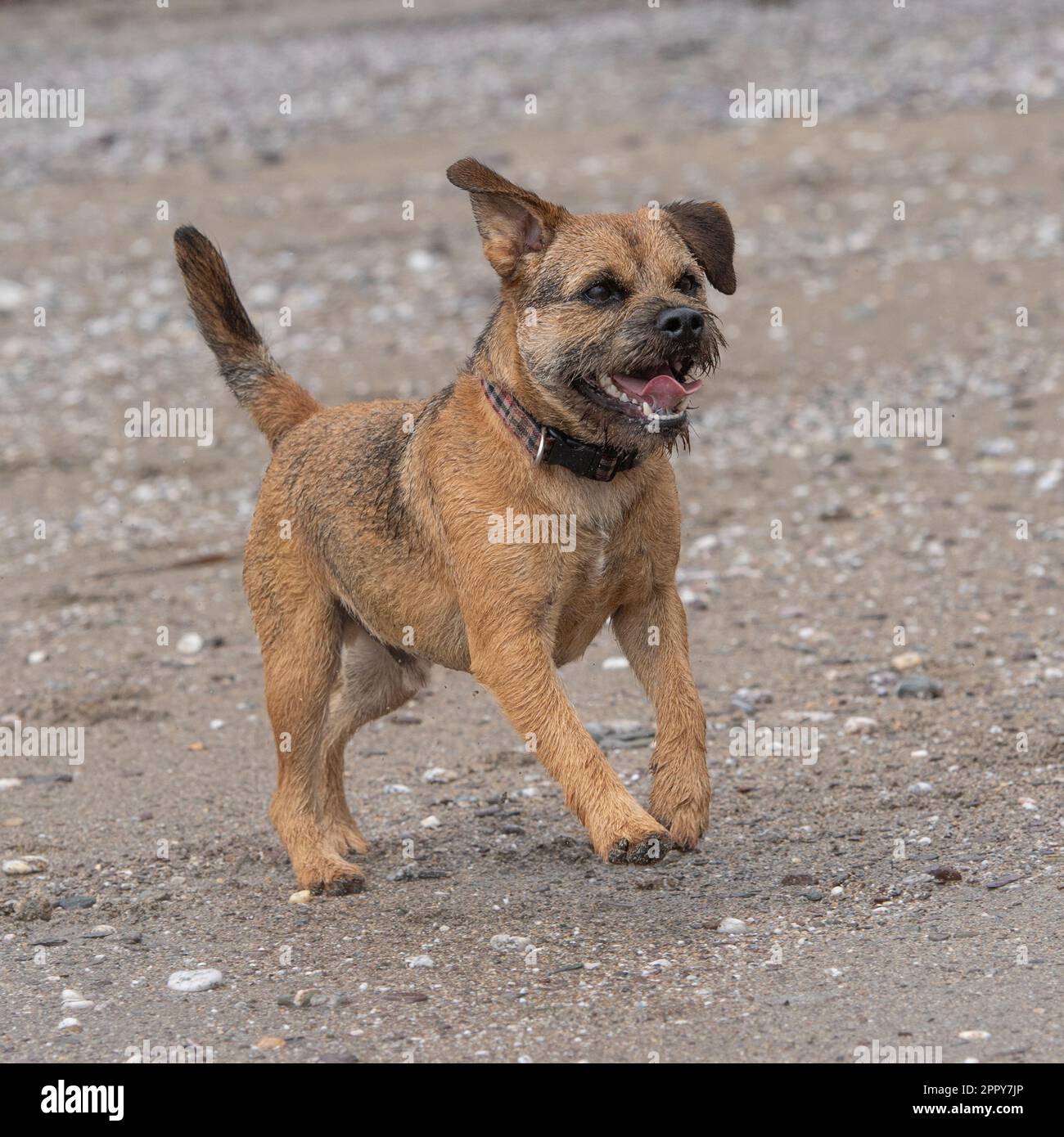 Border Terrier running and playing on the beach Stock Photo
