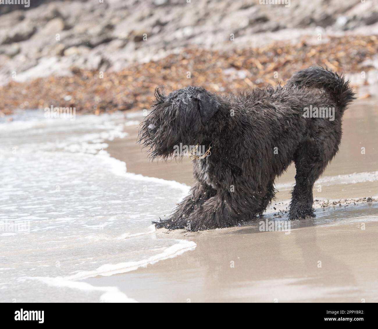 Bouvier Des Flandres playing on the beach Stock Photo