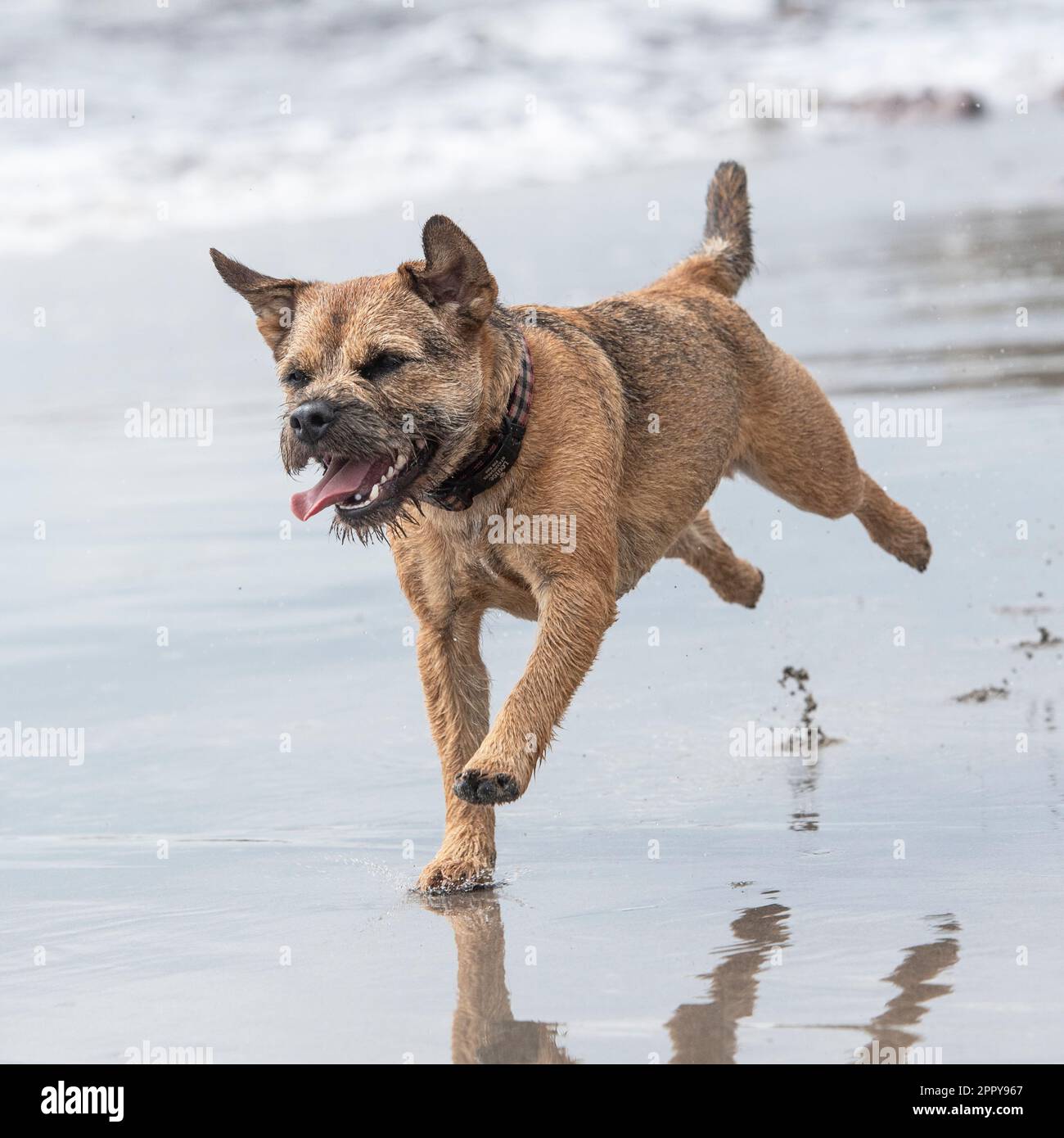 Border Terrier running on the beach Stock Photo