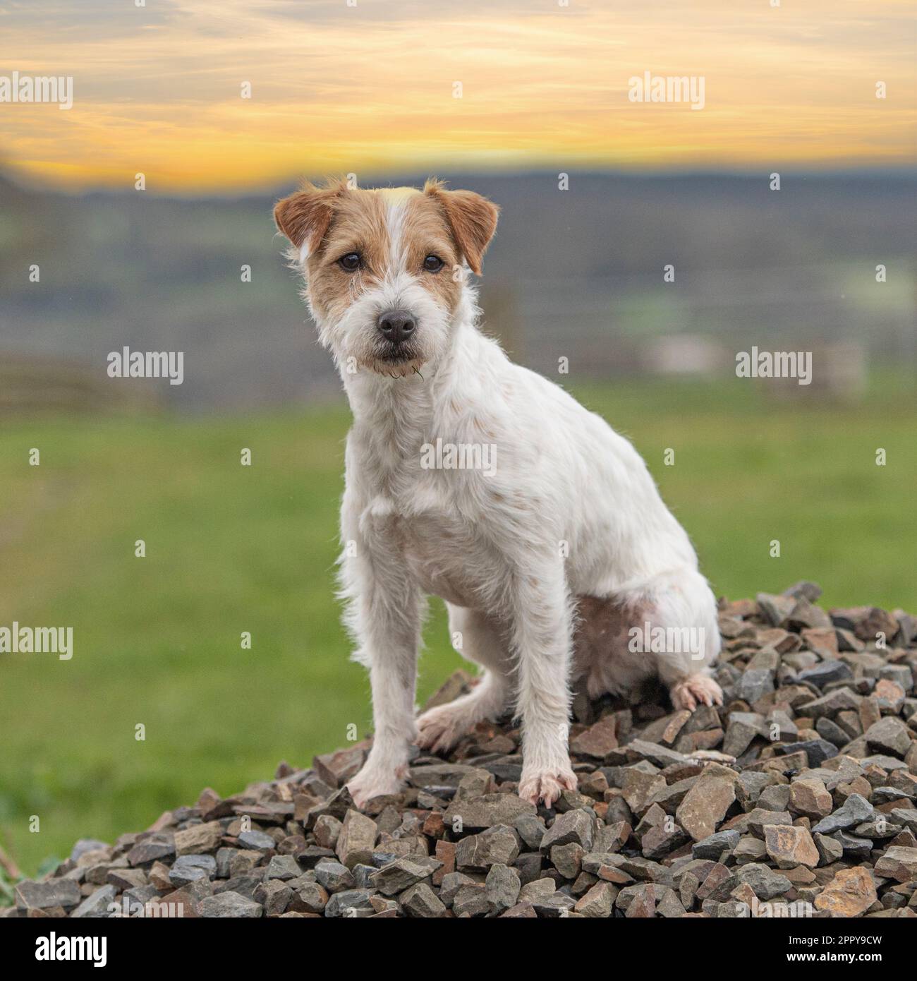 https://c8.alamy.com/comp/2PPY9CW/parson-jack-russell-terrier-2PPY9CW.jpg