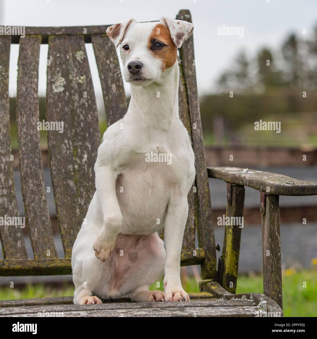 parson jack russell terrier Stock Photo