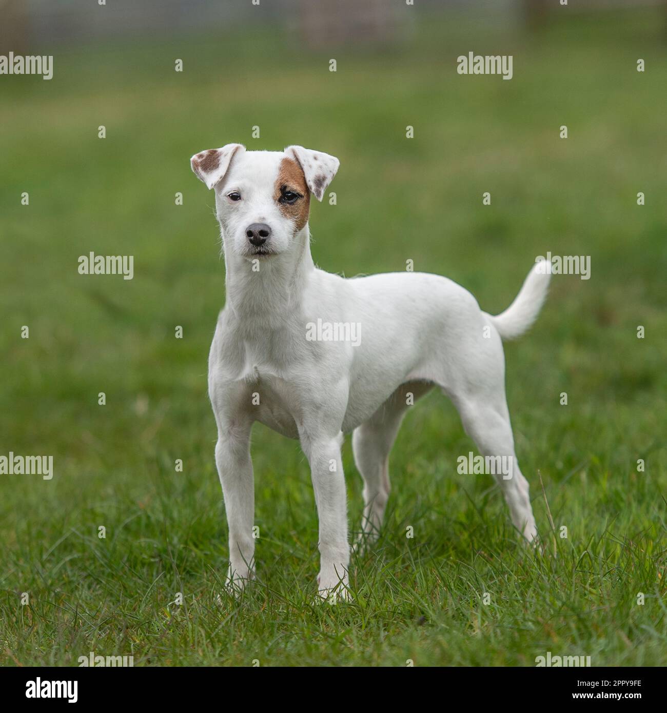 parson jack russell terrier Stock Photo