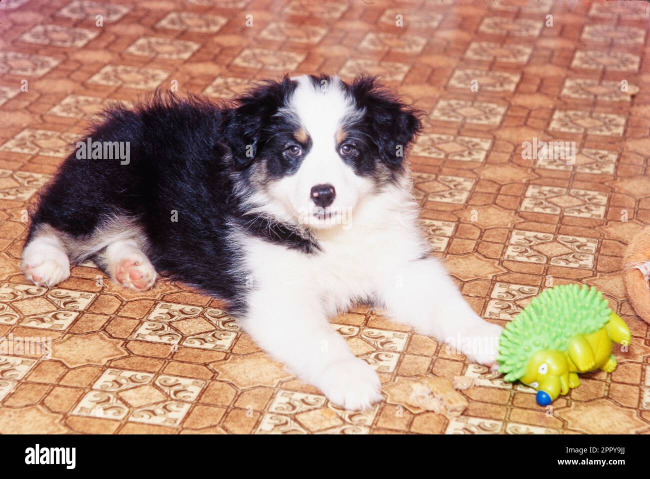 Cute Australian Shepherd puppy laying on linoleum floor with chew toys Stock Photo