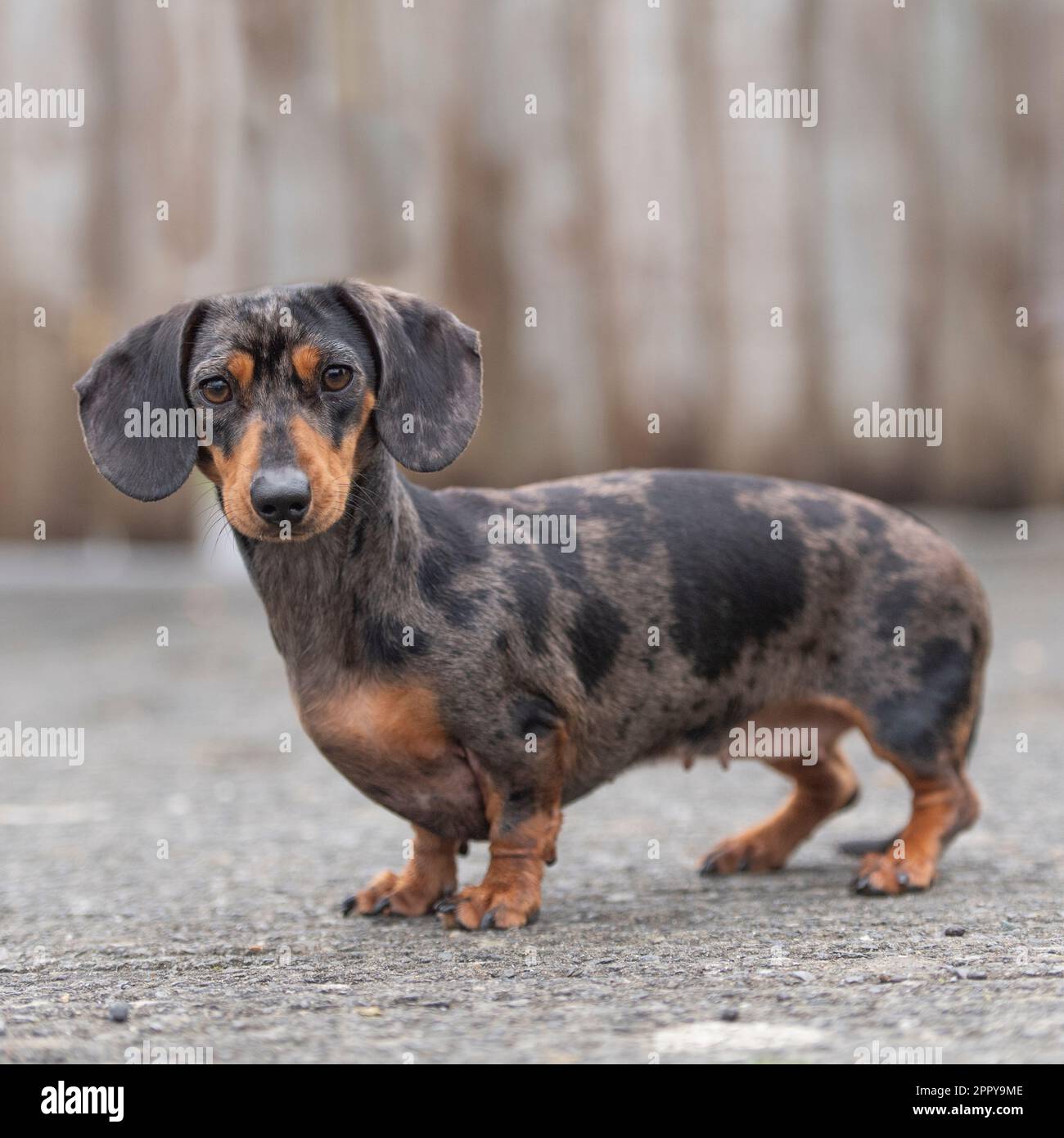 miniature dachshund Stock Photo