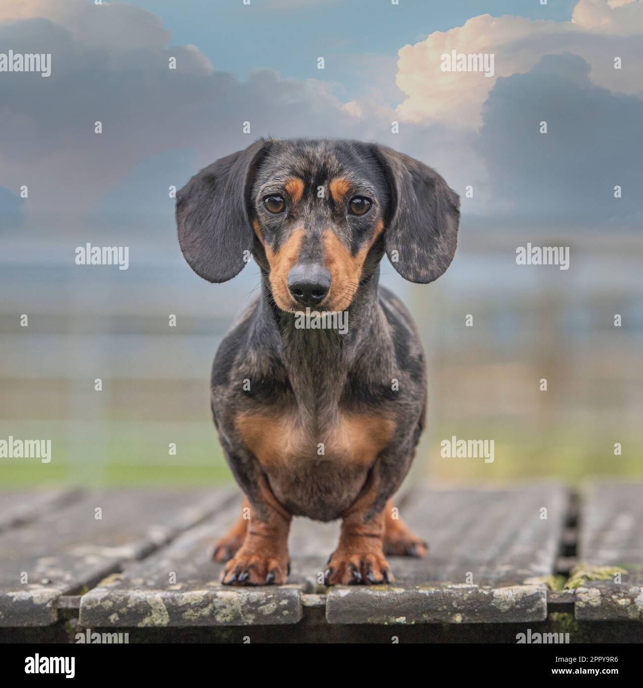 miniature dachshund Stock Photo