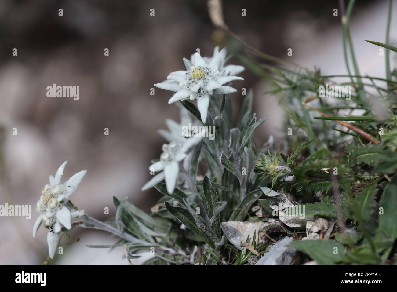 Beautiful Edelweiss (Leontopodium nivale) in the Tannheimer mountains Stock Photo