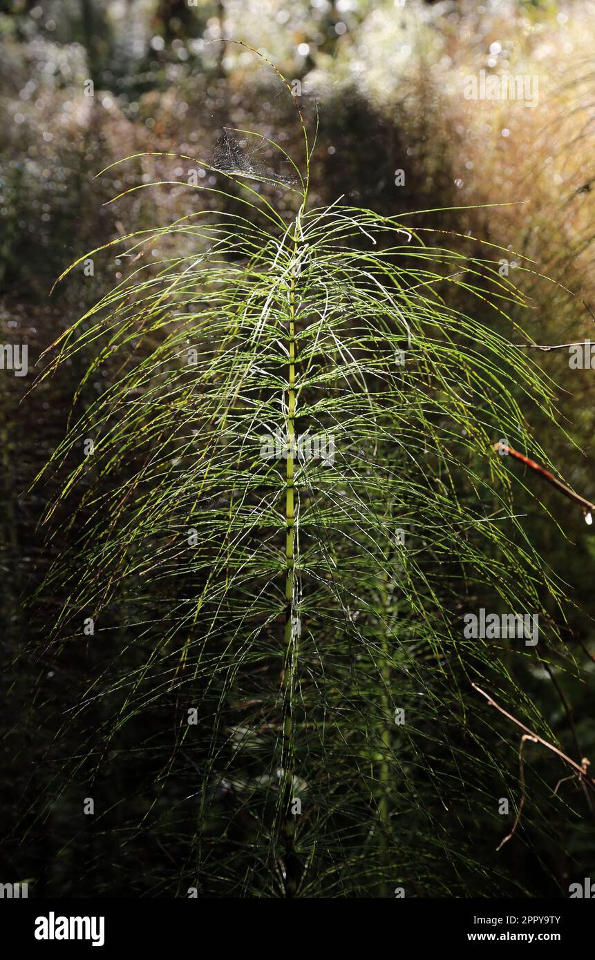 The marsh horsetail (Equisetum palustre) is a species of plant in the horsetail genus (Equisetum) Stock Photo