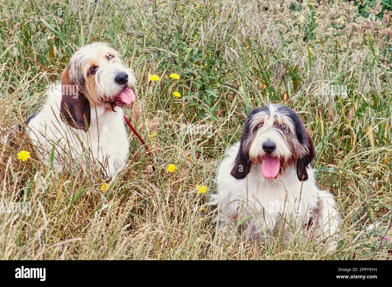 Two Long Haired Basset Hounds sitting outside in tall grass with mouths open and tongues out Stock Photo