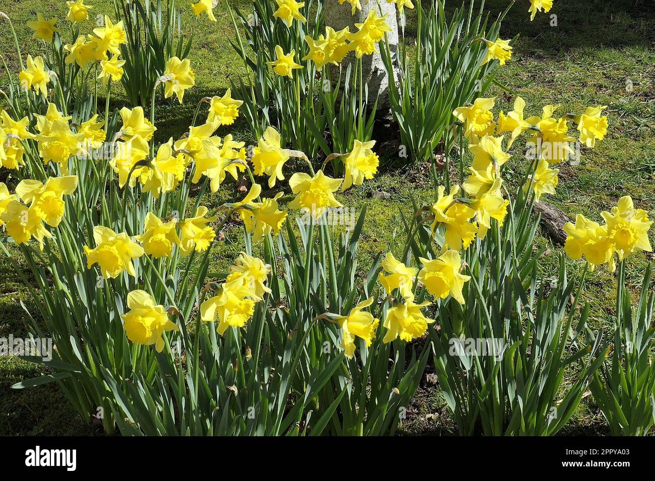 Closeup of a large group of daffodils growing and flowering in the lawn